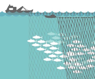 Purse Seine Fishing
